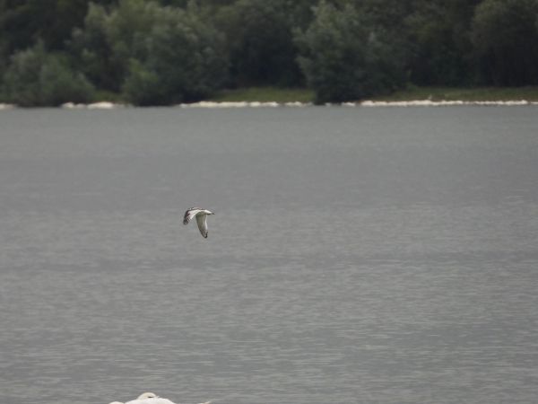 Mouette pygmée  - Jarosław Słowikowski