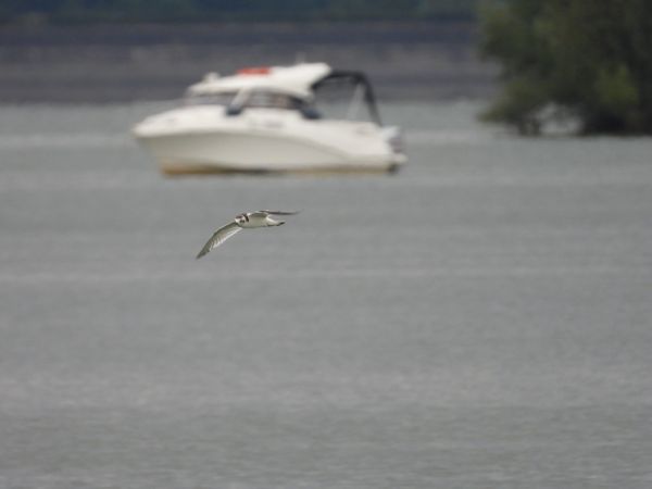 Mouette pygmée  - Jarosław Słowikowski