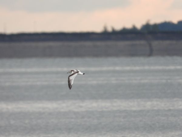 Mouette pygmée  - Jarosław Słowikowski