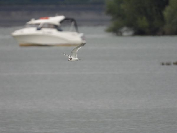 Mouette pygmée  - Jarosław Słowikowski