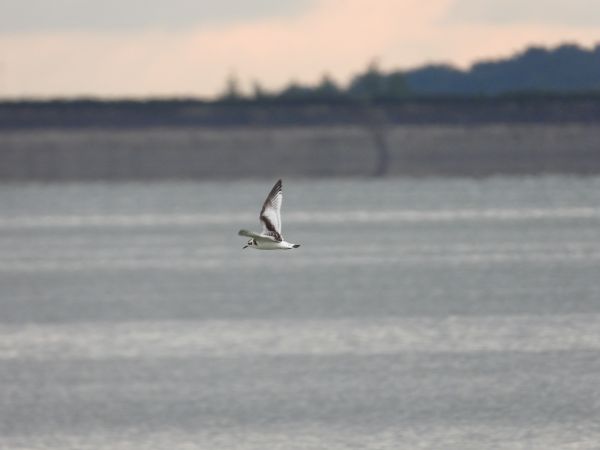 Mouette pygmée  - Jarosław Słowikowski