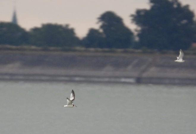 Mouette pygmée  - Jarosław Słowikowski