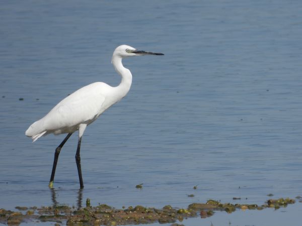czapla nadobna 