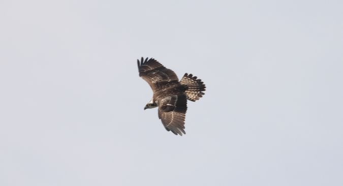 Osprey 