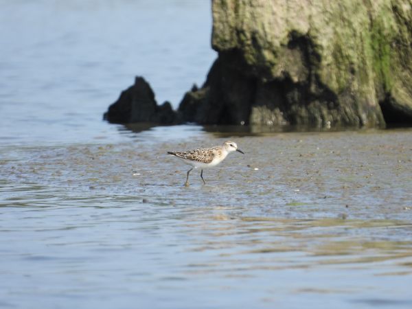 Little Stint 