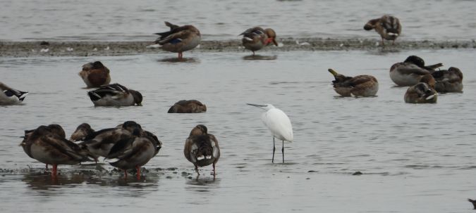 Aigrette garzette 