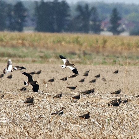 czajka towarzyska  - Tadeusz Drazny