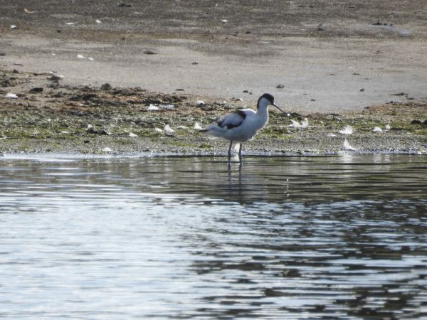 Avocette élégante  - Grzegorz Lorek