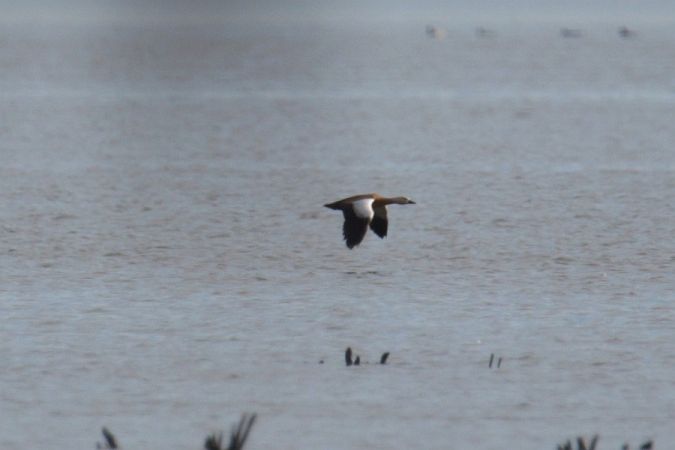 Ruddy Shelduck  - Mariusz Zub