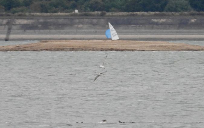 Common Tern 