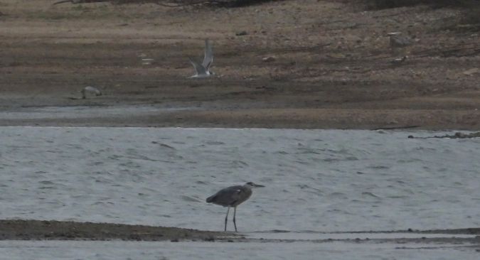 Common Tern 