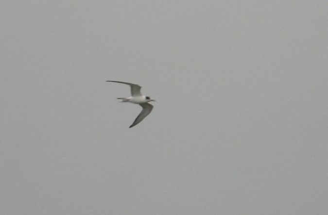 Common Tern 