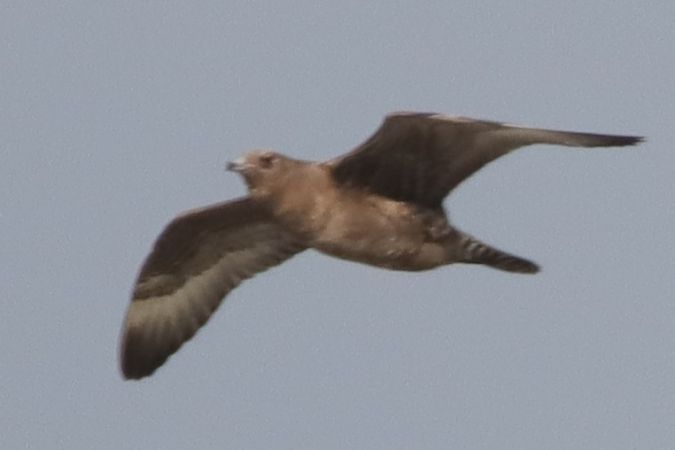 Pomarine Jaeger  - Mariusz Lizoń