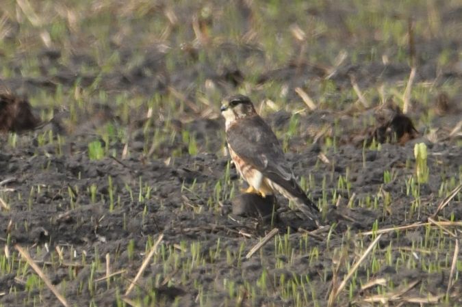 Merlin  - Bartosz Ziała