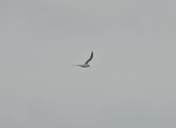 Brandseeschwalbe  - Mikołaj Koss