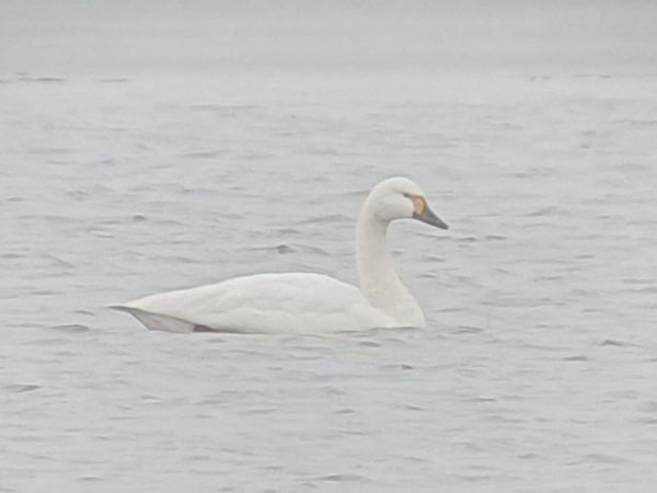 Cygne de Bewick  - Marcin Sołowiej