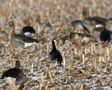 Bernache nonnette  - Rafał Kuczmaszewski