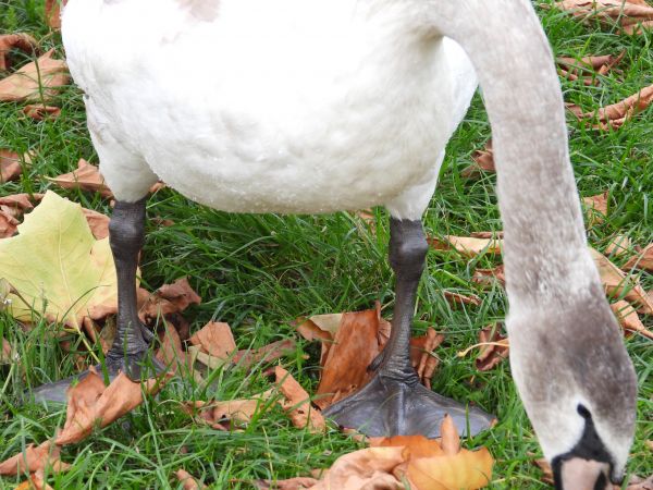 Cygne tuberculé 