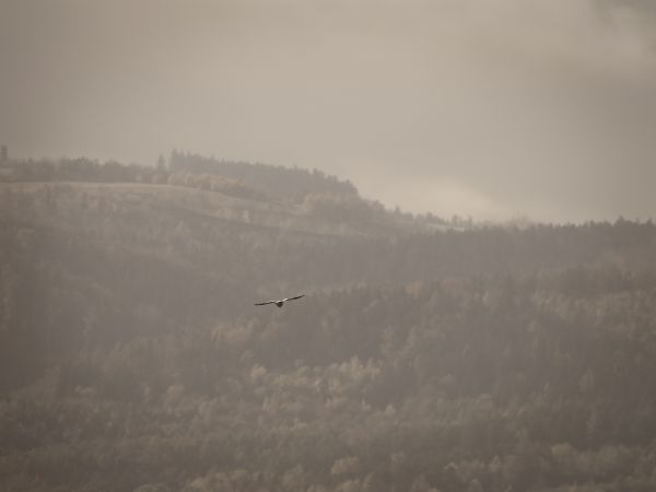 Hen Harrier 