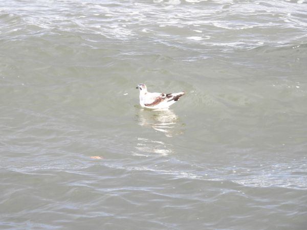 Mouette pygmée 