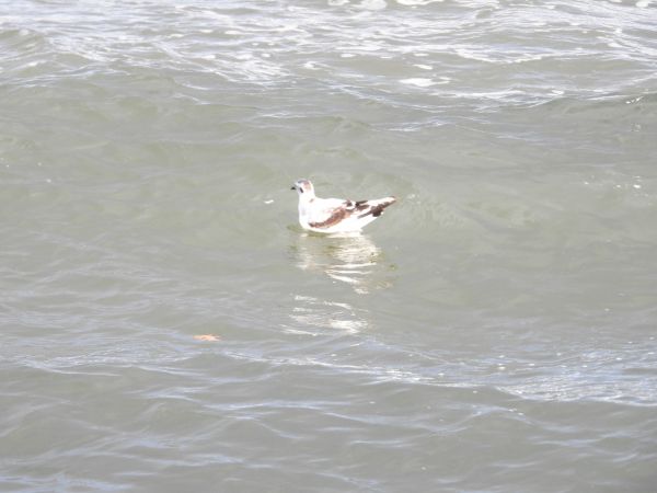 Little Gull 