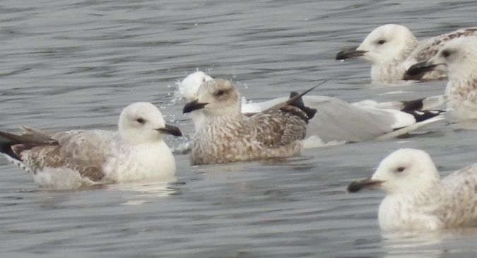 Lesser Black-backed Gull 