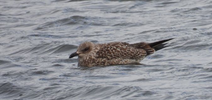 Lesser Black-backed Gull 