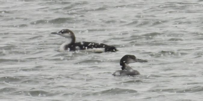 Black-throated Loon 