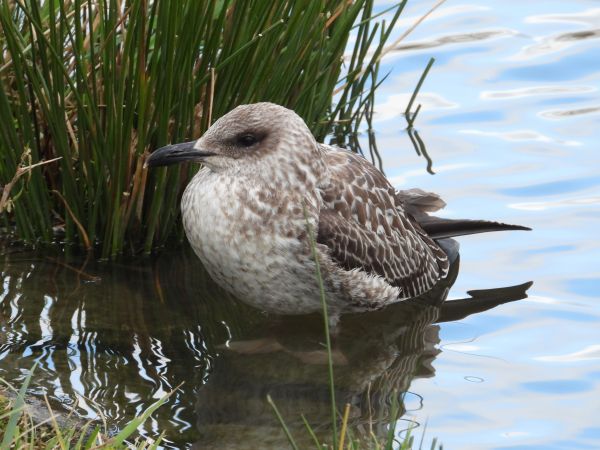 Lesser Black-backed Gull 