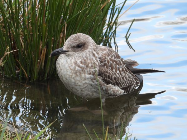 Lesser Black-backed Gull 