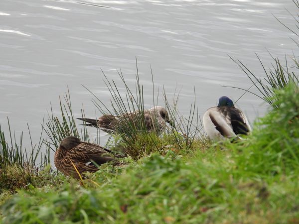 Lesser Black-backed Gull 