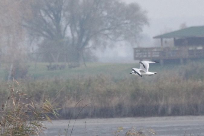 Mouette tridactyle  - Krzysztof Czajowski