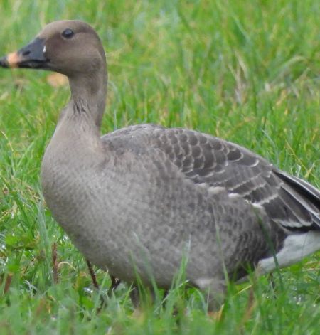 Tundra Bean Goose  - Rafał Kudłacik