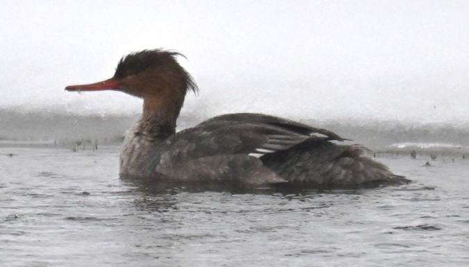 Red-breasted Merganser  - Piotr Kunowski