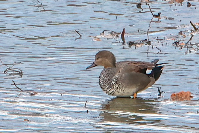 Canard chipeau 