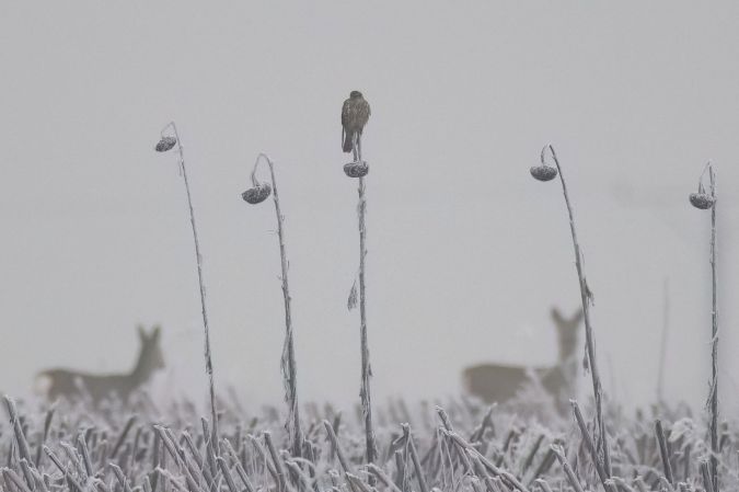 Merlin  - Marcin Sidelnik