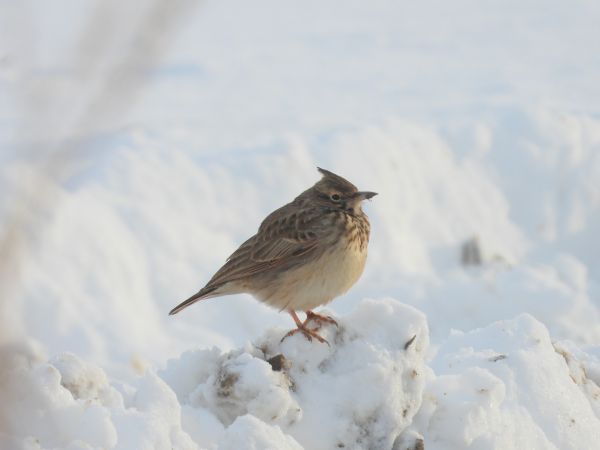 Crested Lark 