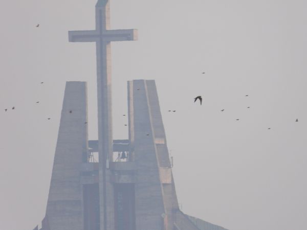 Faucon émerillon  - Jarosław Słowikowski