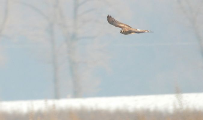 Hen Harrier 