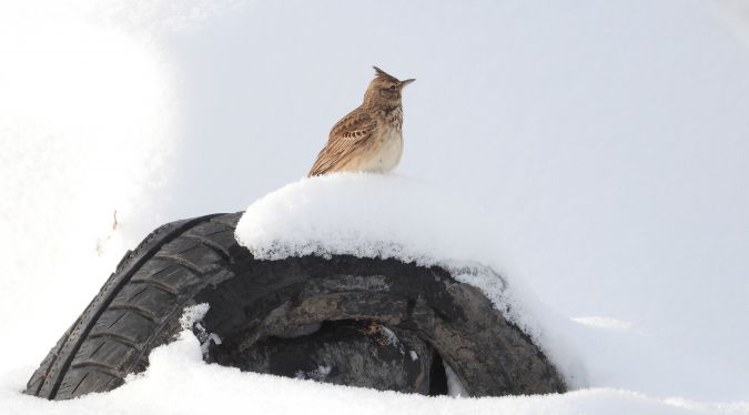 Cochevis huppé 