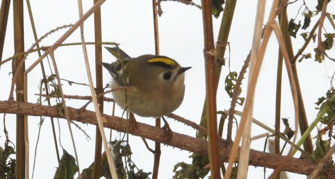 Goldcrest 