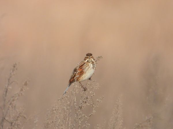 Common Reed Bunting 