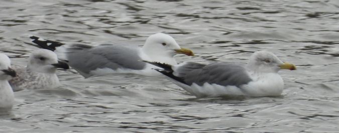 European Herring Gull 