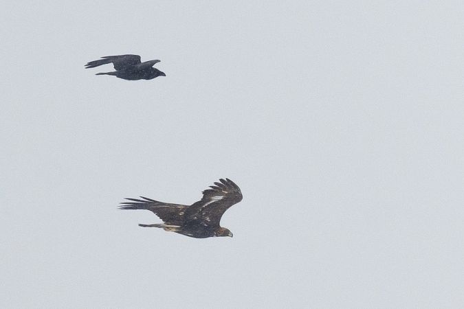 orzeł przedni  - Grzegorz Błachuta