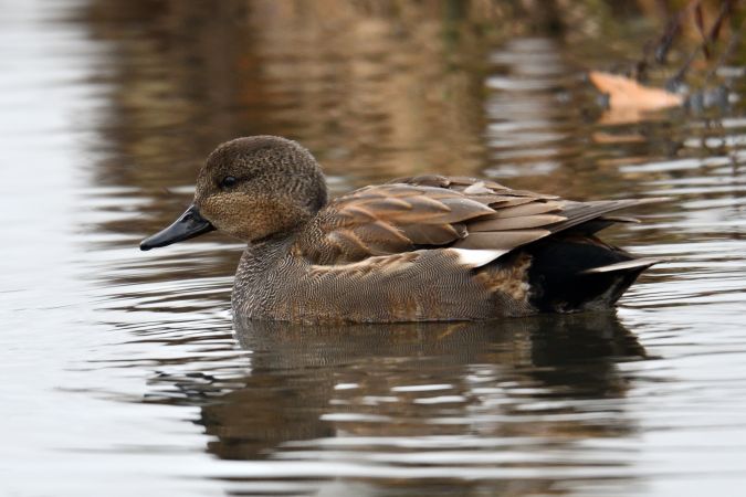 Canard chipeau  - Anna Śnieżek