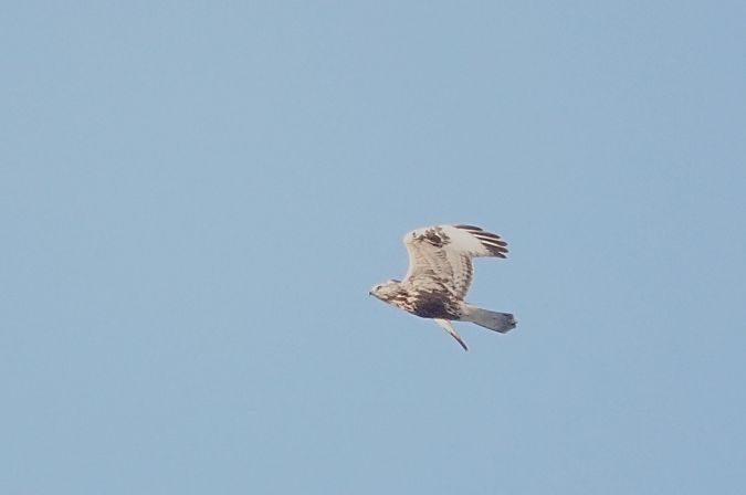Raufussbussard  - Ola Król