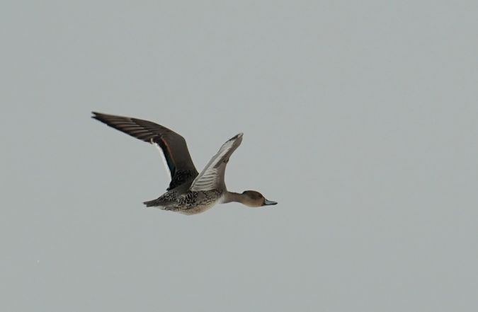 Northern Pintail  - Grzegorz Grygoruk