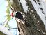 Middle Spotted Woodpecker 