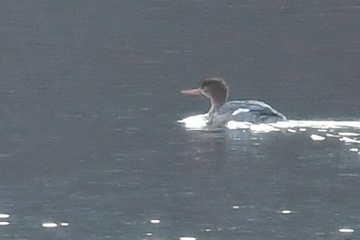 Red-breasted Merganser  - Daniel Stasiowski