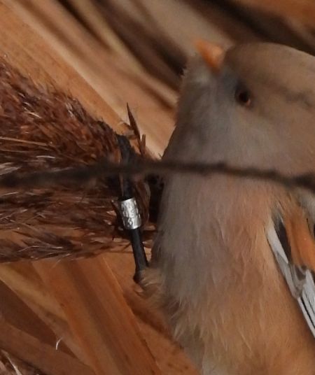 Bearded Reedling 